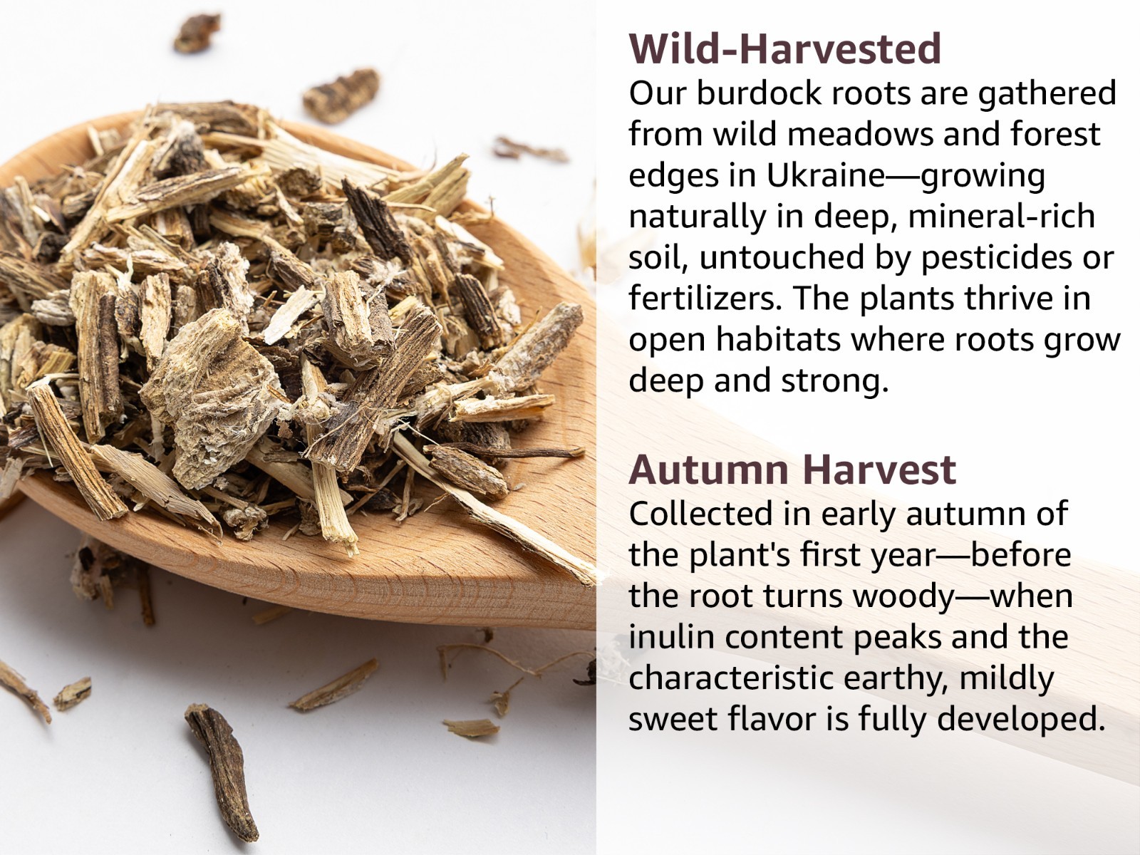 Burdock Root Tea – Dried Cut & Sifted Arctium Lappa Loose Herbal Tea