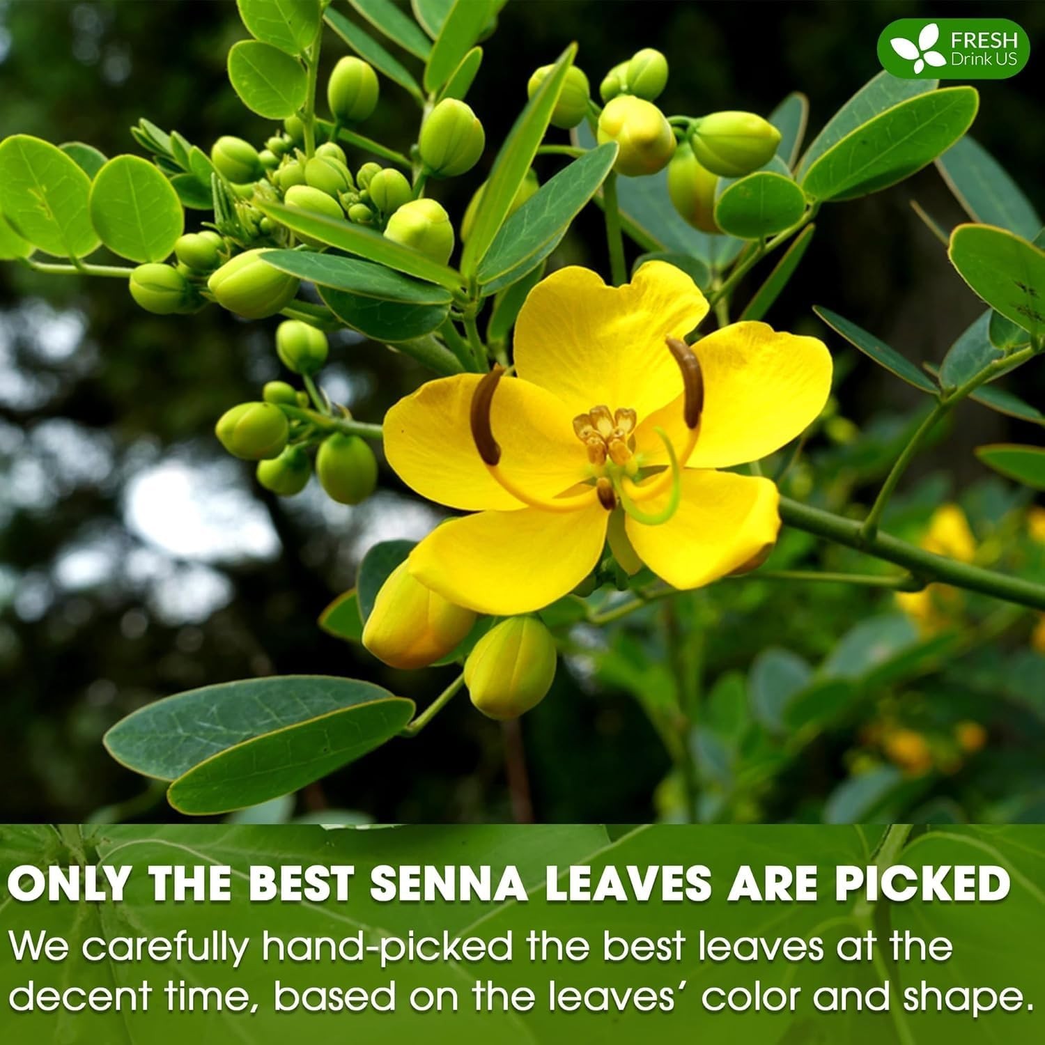 , Premium 135 Senna Leaf Tea Bags, 100% Natural & Pure from Senna Leaves. Loose