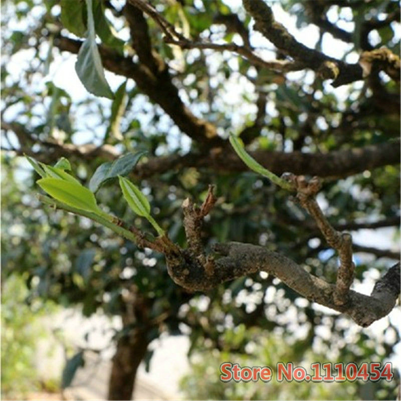 Sheng Pu-erh Tea Cake 100g Yunnan Old Tree Raw Pu-erh Traditional Compressed Tea