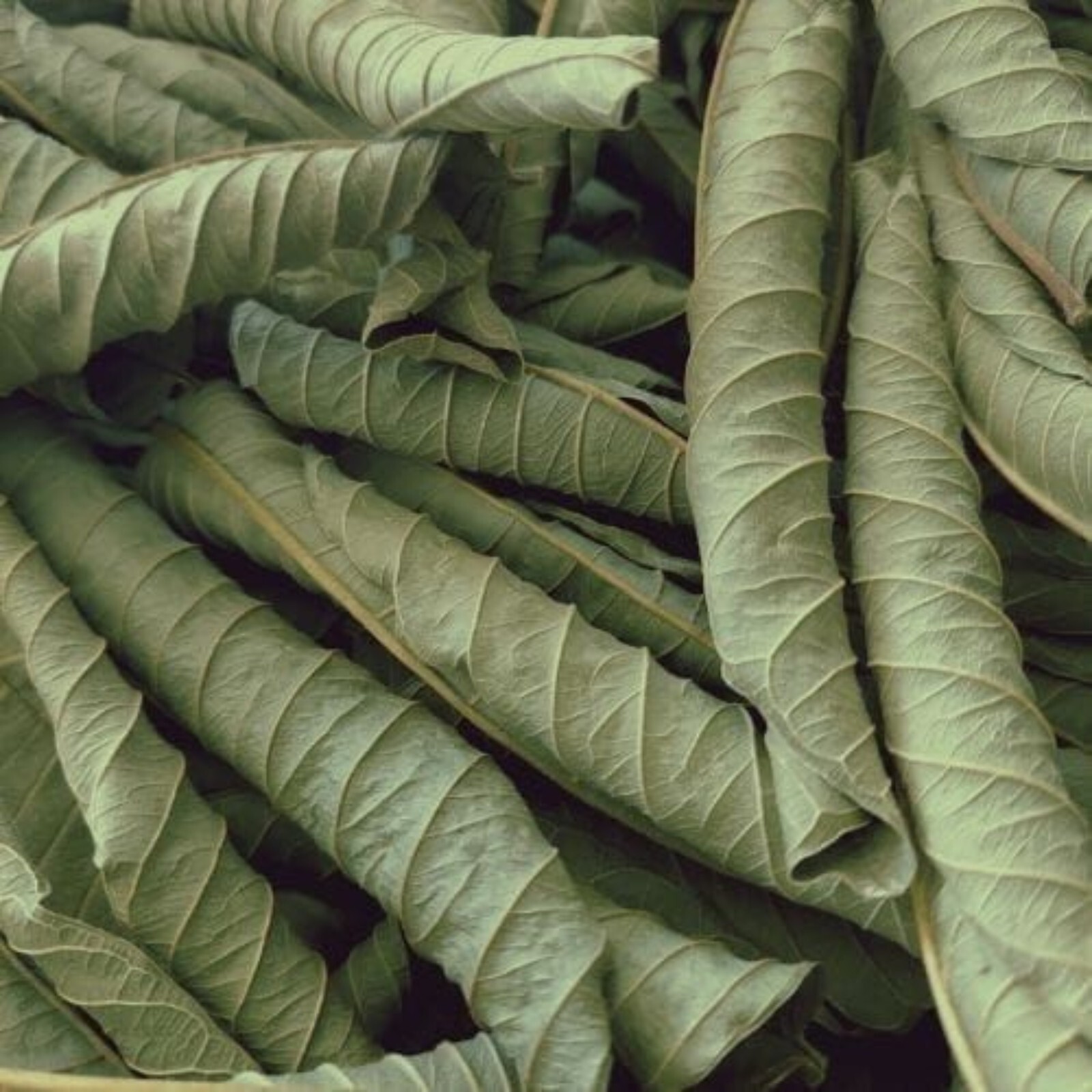Organic Guava Leaf Tea from Sri Lanka | Pure Dried Leaves (Non-GMO) 50g to 2kg