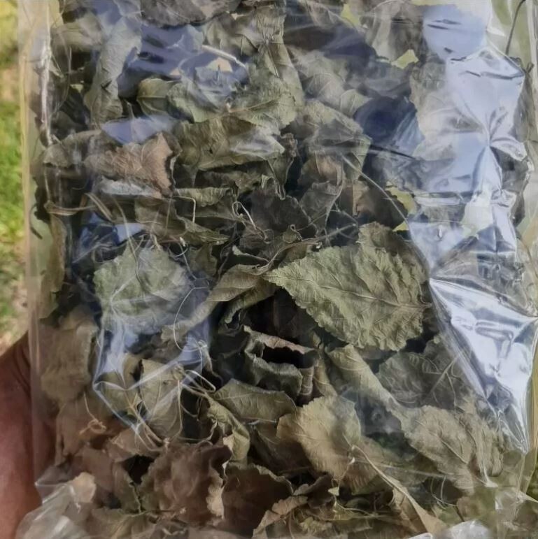 75g Dried Lantana Camara Leaves 100% Organic Shrub Verbena Angel Lips Tea