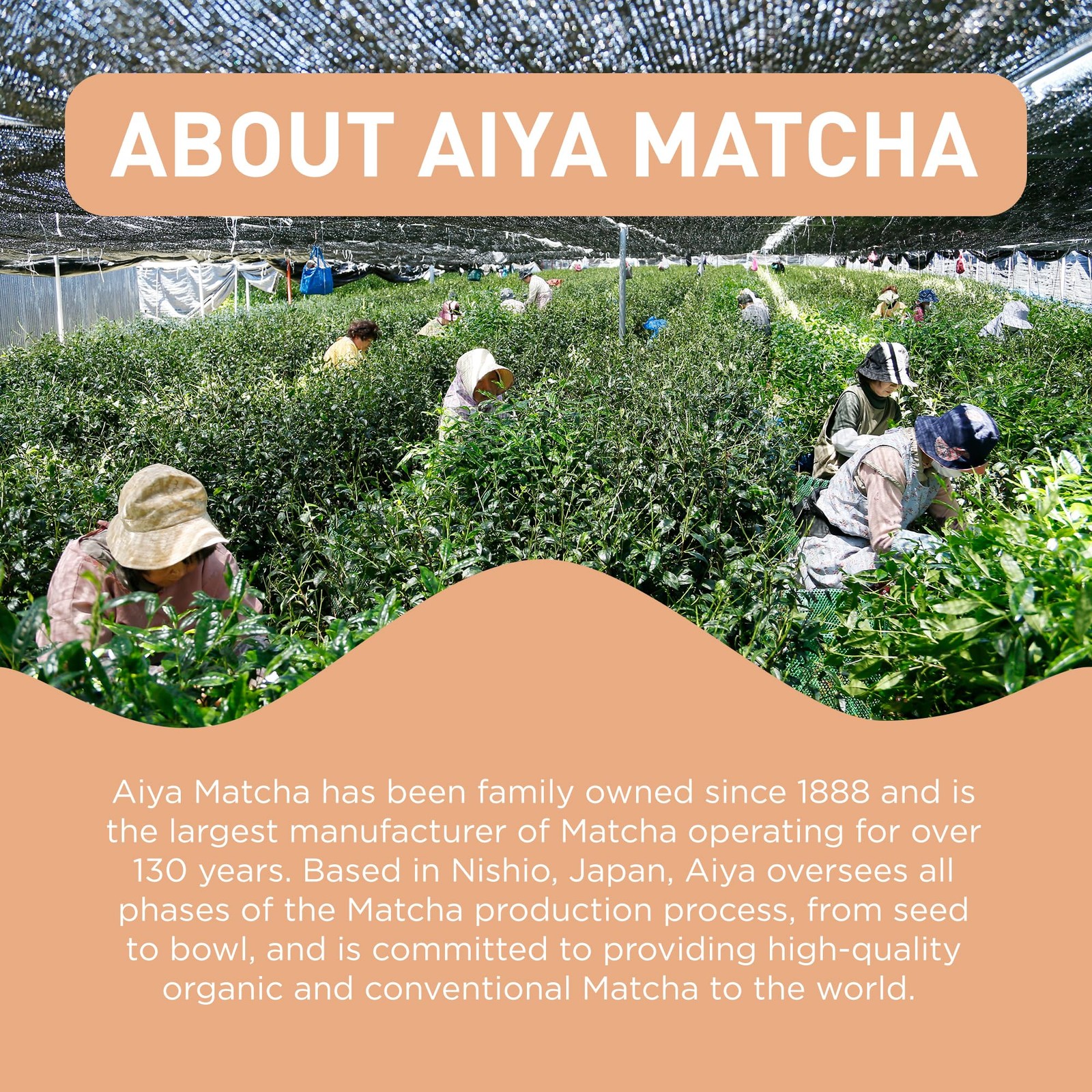 Aiya Organic Matcha Infused Genmaicha | Organic Ceremonial Matcha Green Tea, …