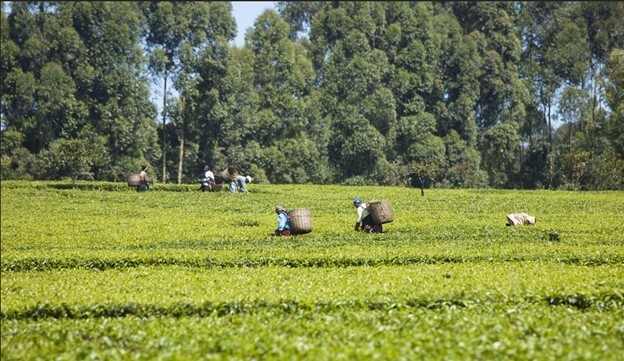 YANI TEA – 100% Natural Premium Orthodox Purple Tea