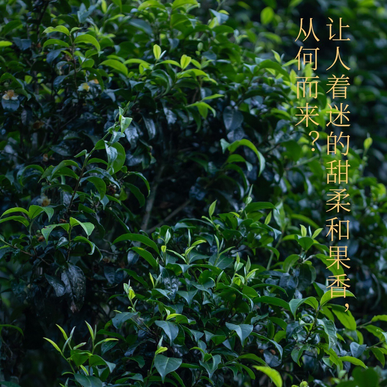 Pu-Erh tea,Rainforest Ancient Tree Tea,2021,班盆Banpan,357g,Raw