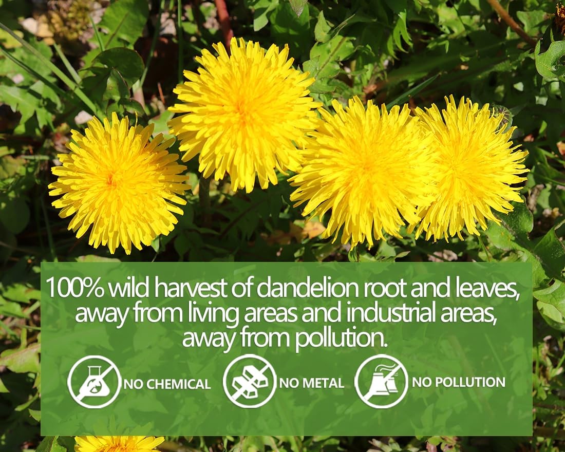Dandelion Tea 100-Leaf & Root Herbal Tea Bags for Liver & Kidney Health Detox