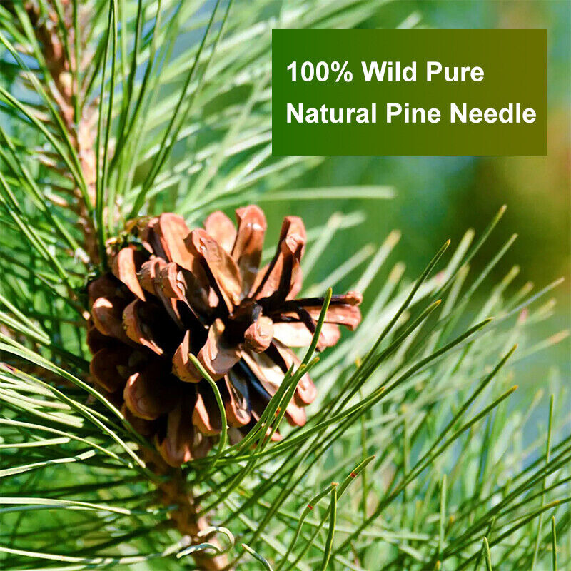 Natural Pine Needle Tea for Blood Pressure Health Stress Relief Immunity Booster