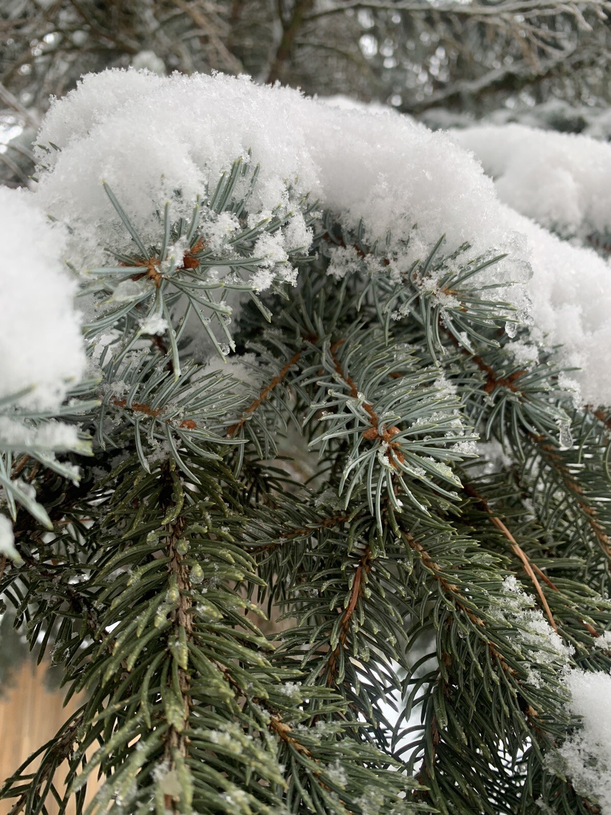 Pine Needle Tea BLUE SPRUCE 4oz Healing Herbal Tea