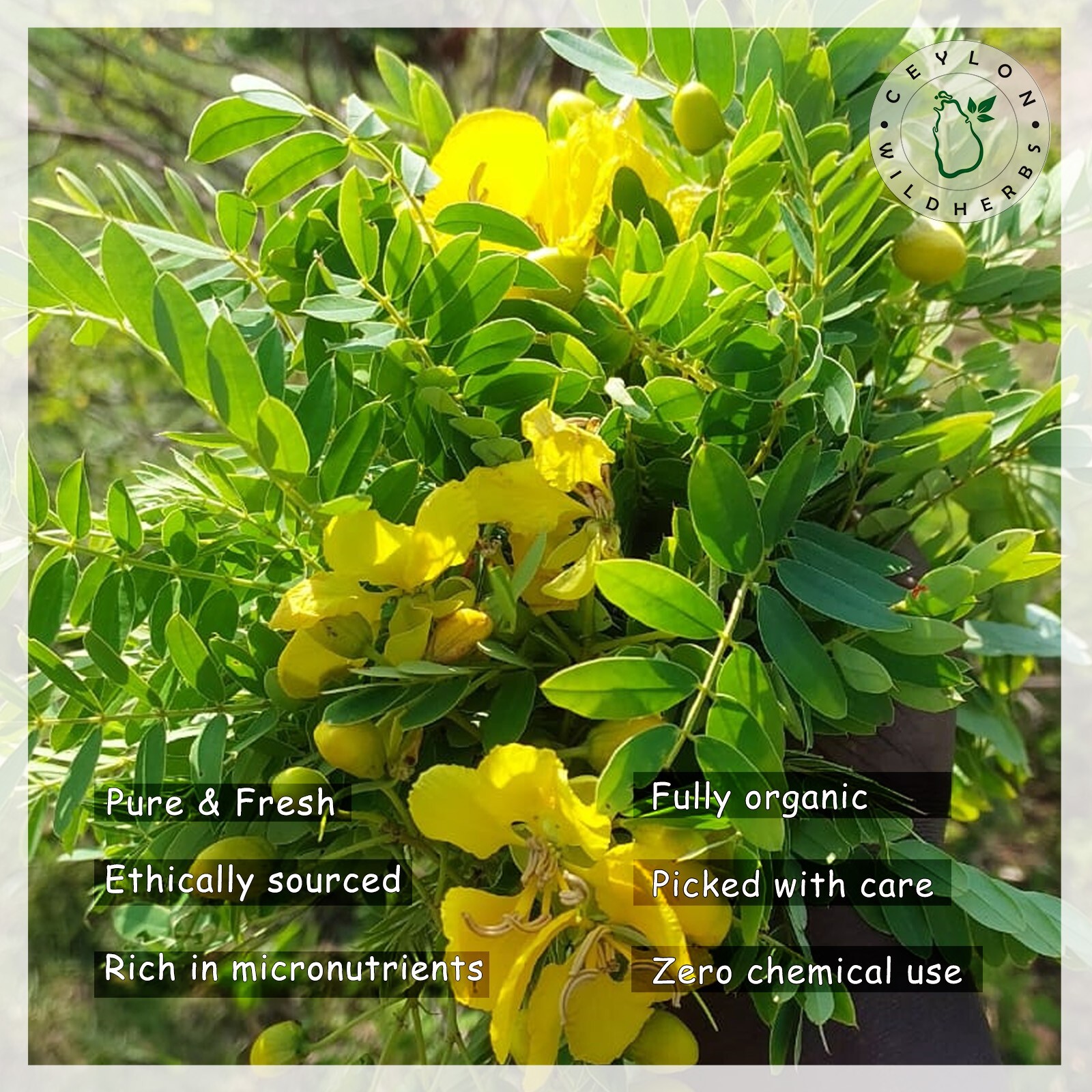 Organic Tanner’s Cassia Senna auriculata Avarampoo ,Ranawara Mal Herbal Tea bag