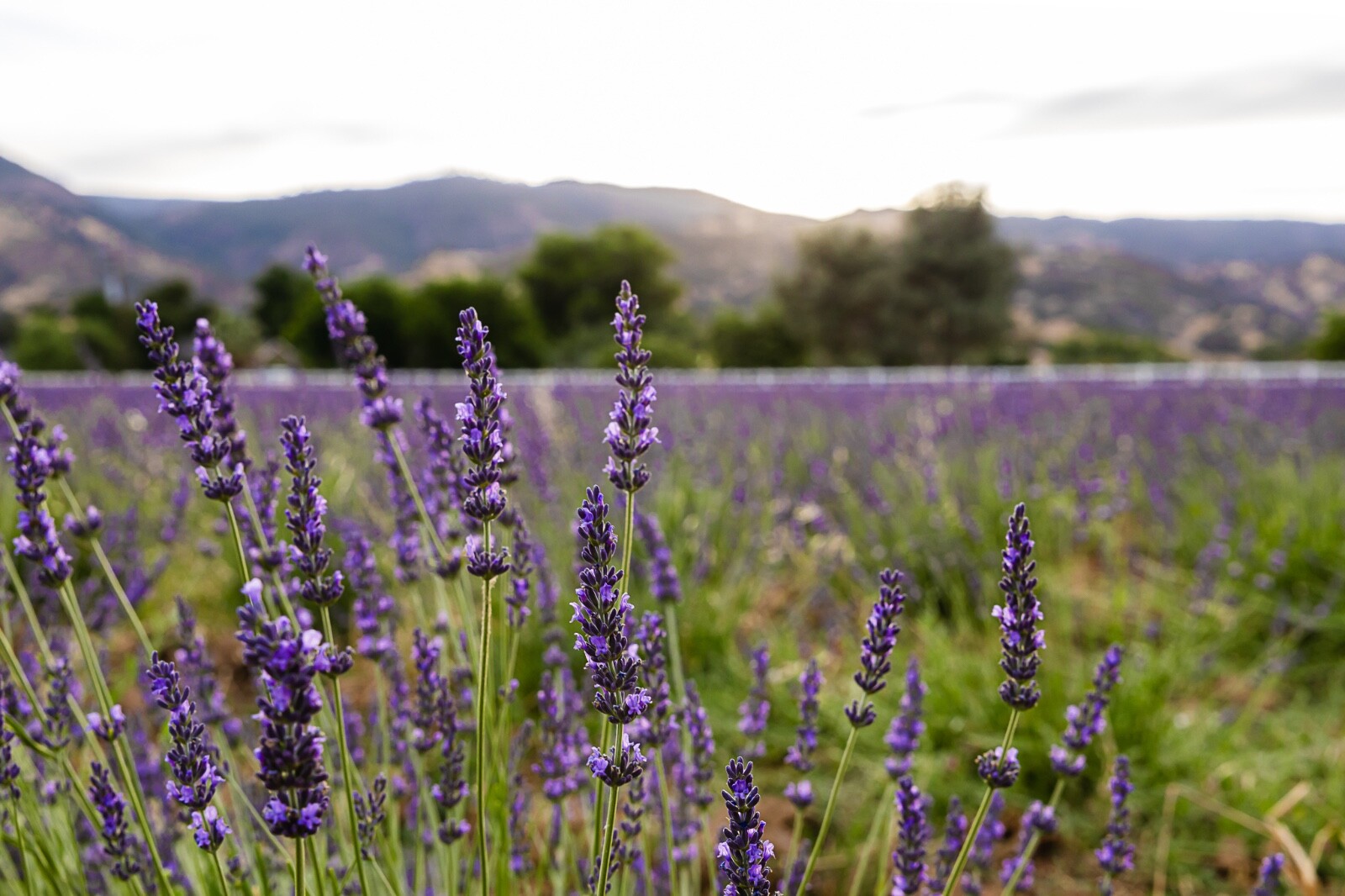 Certified Organic Culinary Herbal Tea Lavender Flower Buds, Proudly grown in CA