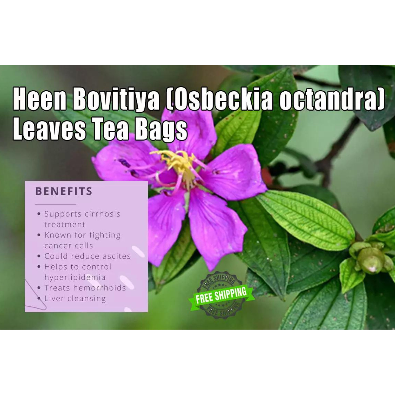 Organic Dried Heen Bovitiya (Osbeckia octandra) Ayurvedic Leaves Tea Bags 10pcs