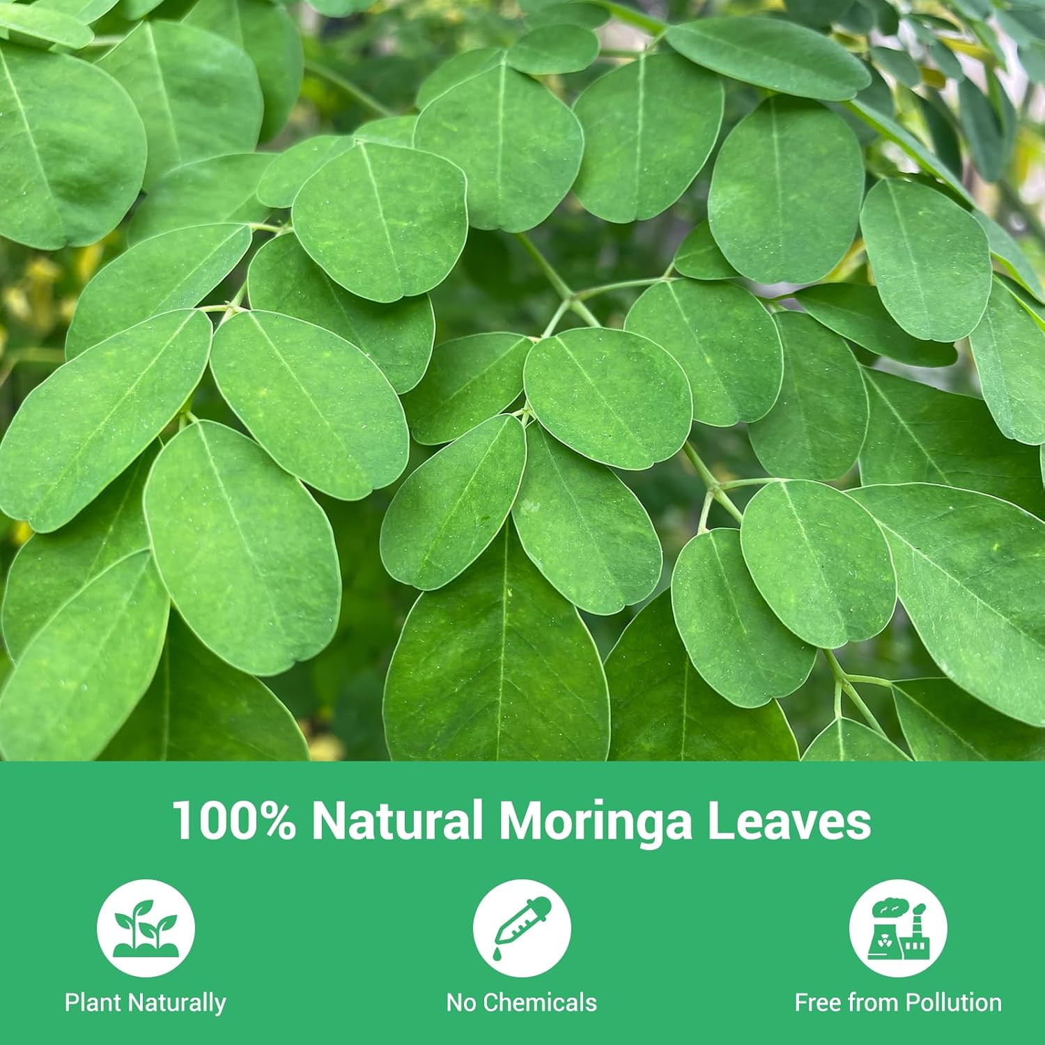 Moringa Tea, 100% Pure & Natural Moringa Leaves Herbal Tea Bags, Supporting Dige
