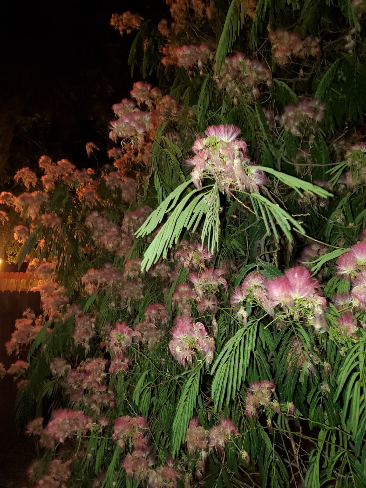 Albizia Julibrissin Mimosa Flower Dried Pink Blossoms Tea Herb Brew Organic