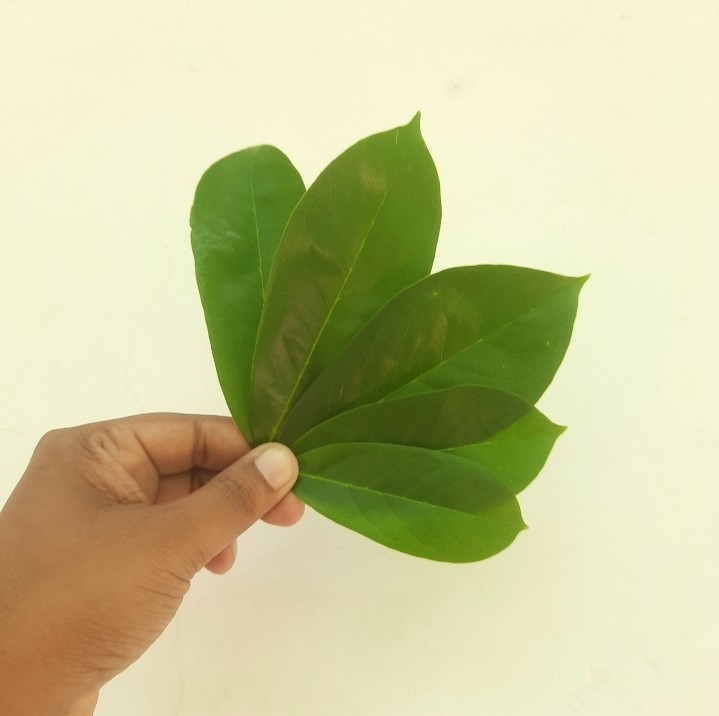2200 Dried Soursop Leaves- Annona HOJAS DE GUANABANA GRAVIOLA Quality Herbal Tea