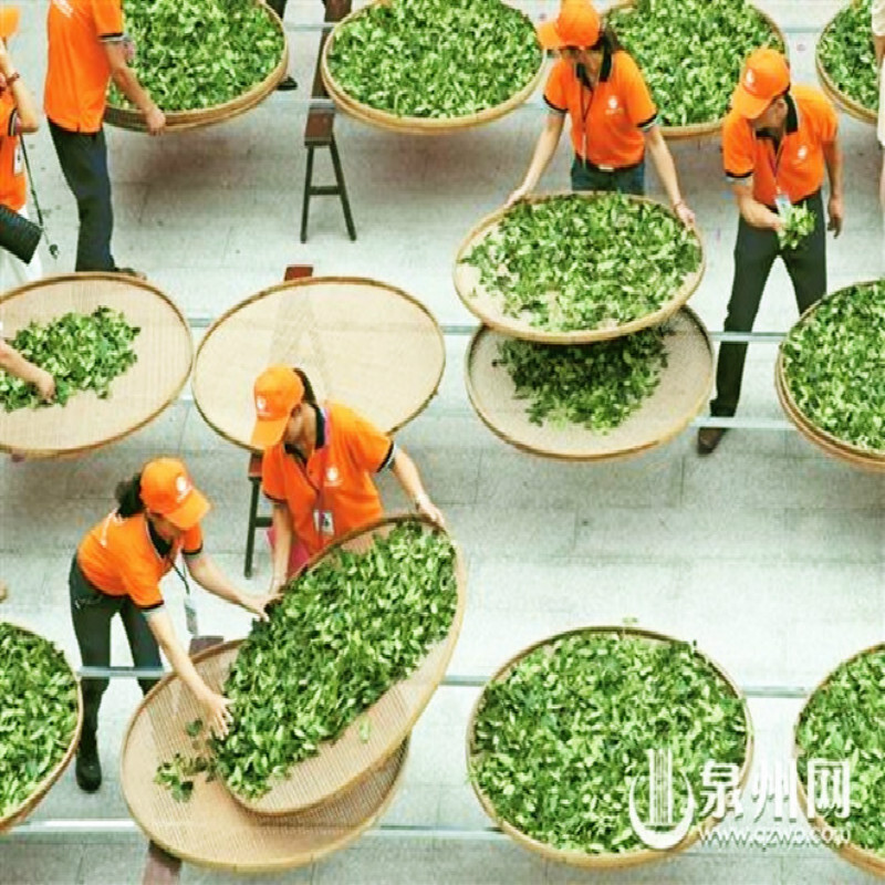 HelloYoung Dark Tea 200g Loose Tianjian Health Digestive Daily Brew