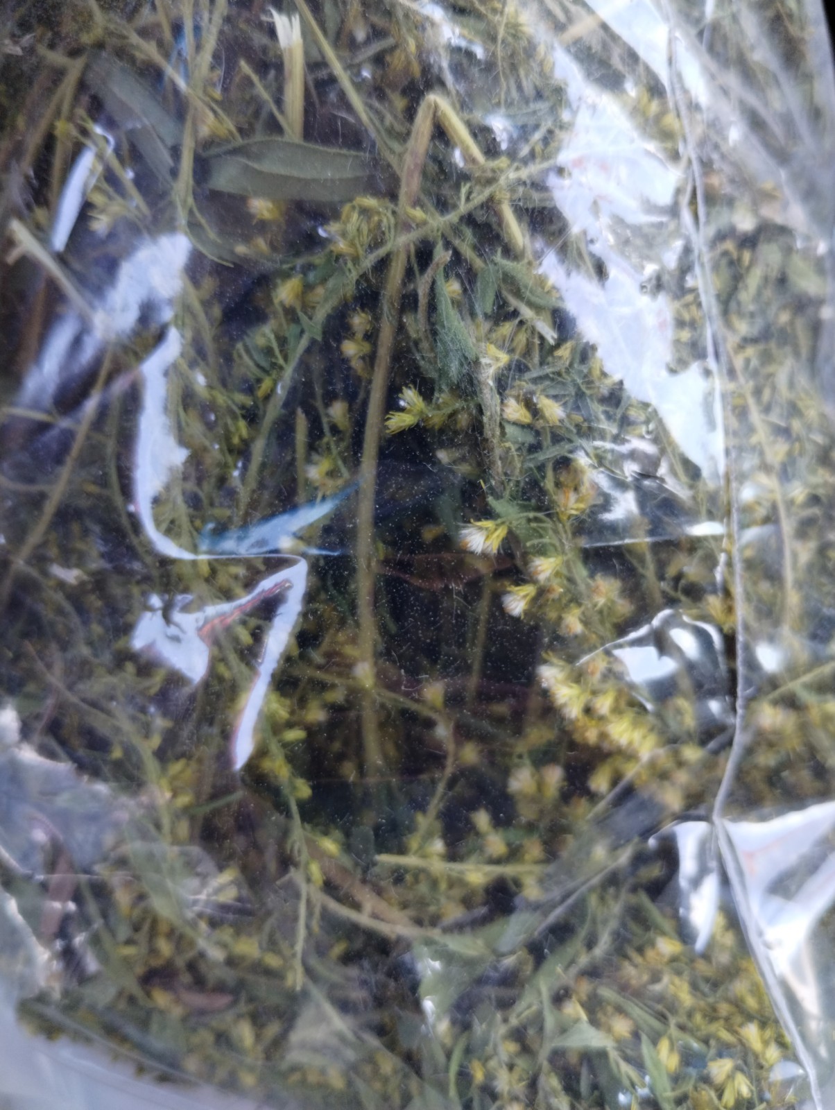Goldenrod Flower Tea – BULK – 1/4 lb (4 oz)/0.114 kg (114 g)