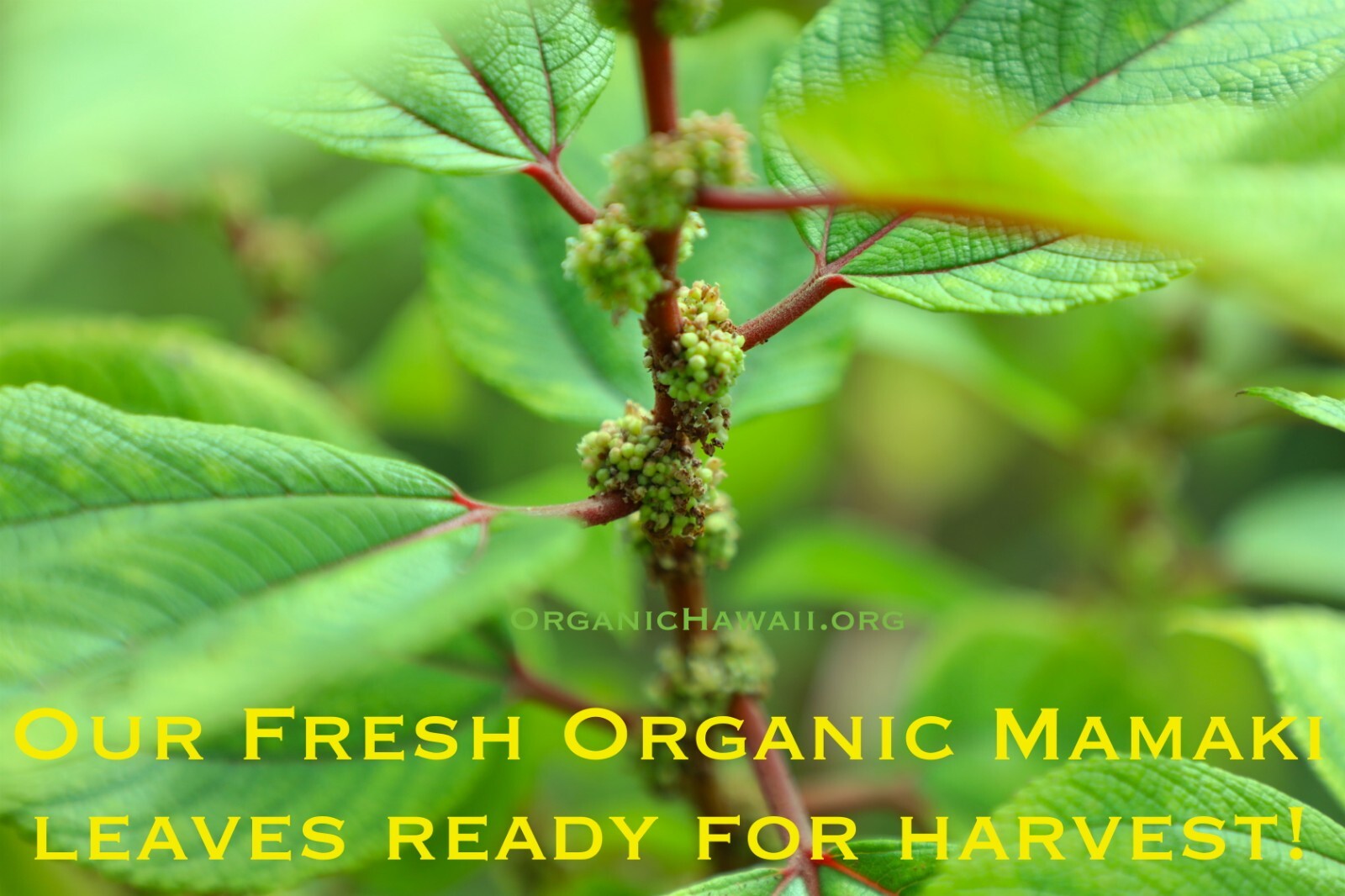 Organic Hawaii MAMAKI Whole Leaves for Tea FRESHLY DRIED Resealable Bag 9g /.3oz