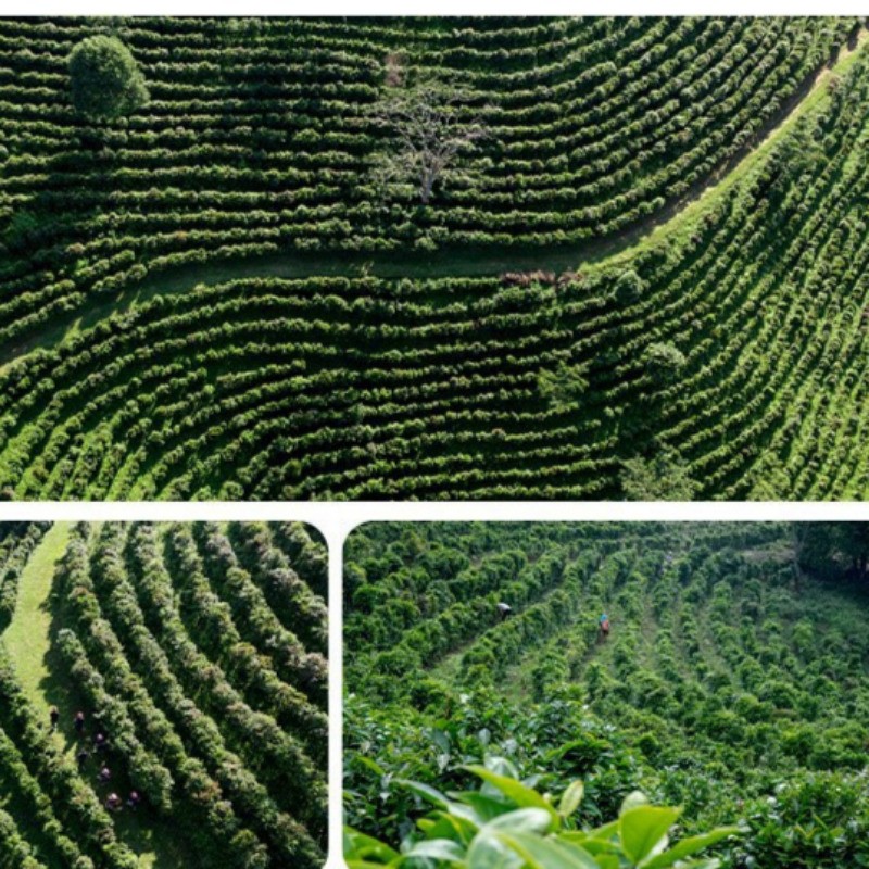 357g Yunnan Qizi Cake Tea Pu’er Tea Raw Tea Compressed Tea