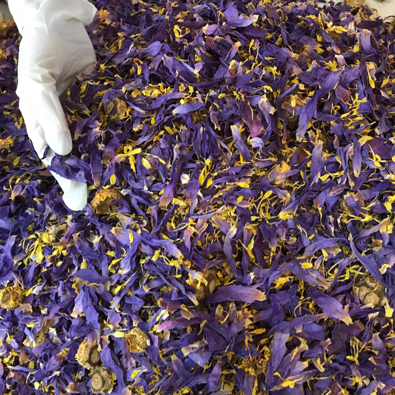 Cut Blue Lotus Dried Flower Nymphaea Caerulea Hand Picked Pure Ceylon Herbal Tea