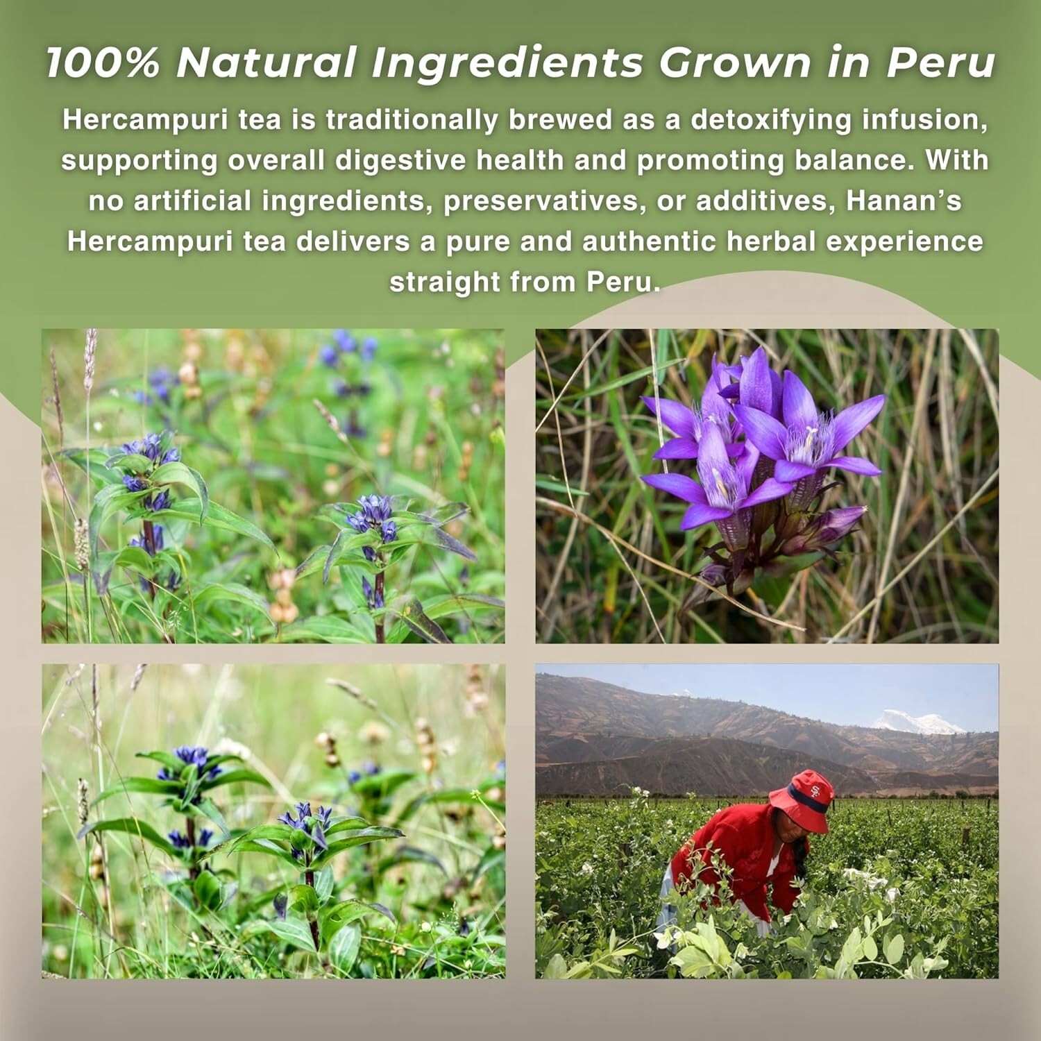 Hercampuri 40 Loose Leaf Herbal tea from Peru