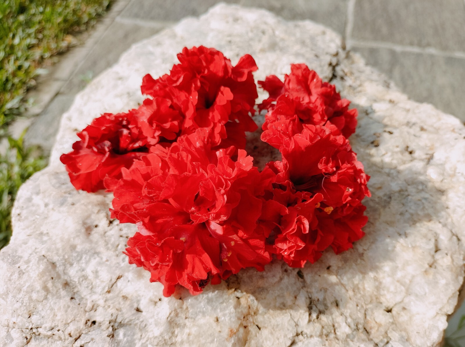 Greek Organic Hibiscus Dried Flowers Pcs Hibiscus Sabdariffa 25 Pcs Flowers New