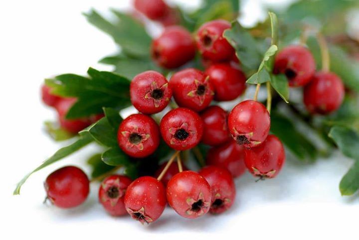 Hawthorn Berry – Loose Dried Slice from 100% Nature, Wild Crafted