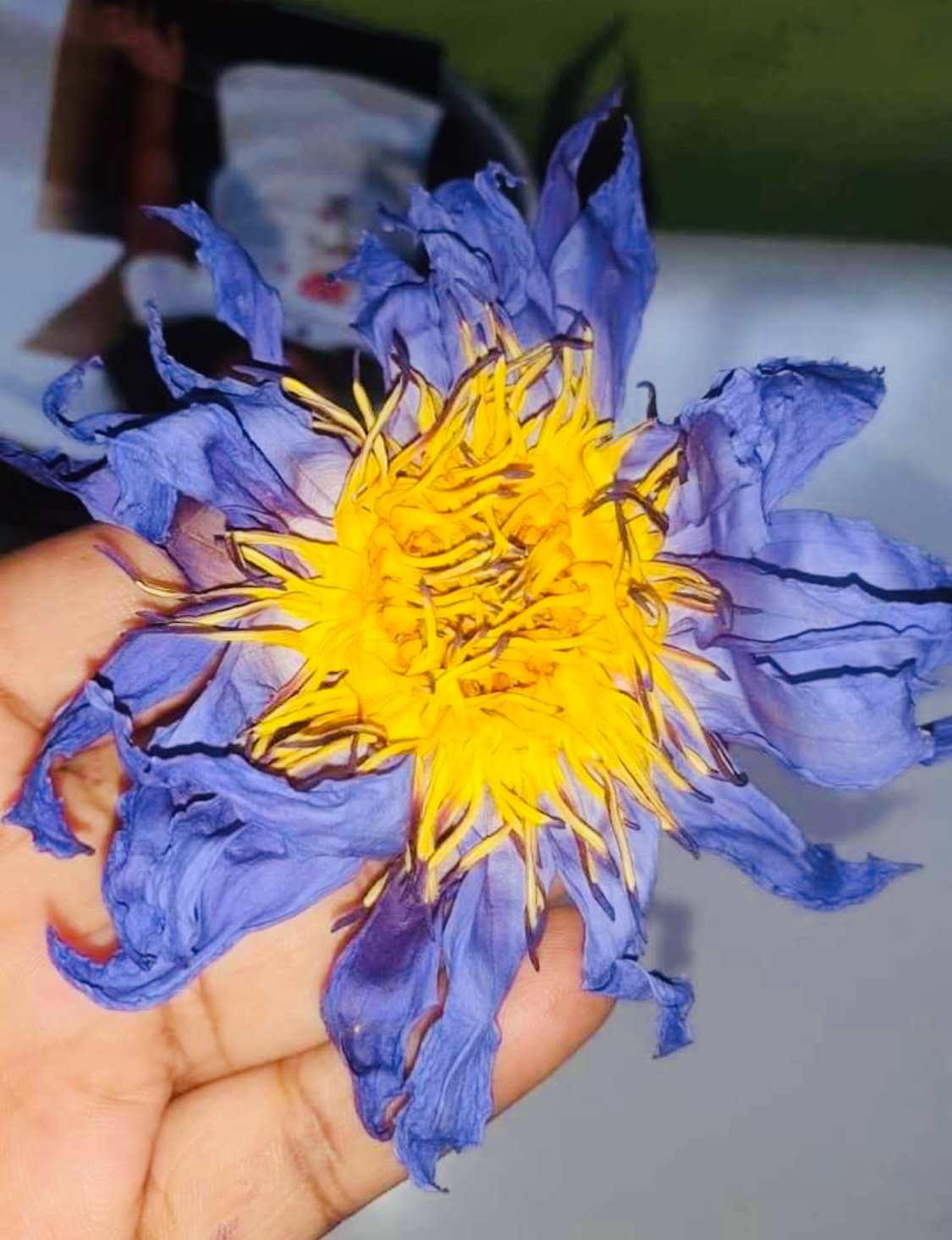 Blue lotus flowers, Dried lotus for tea, Blue lily, Egyptian Blue Lotus, Organic