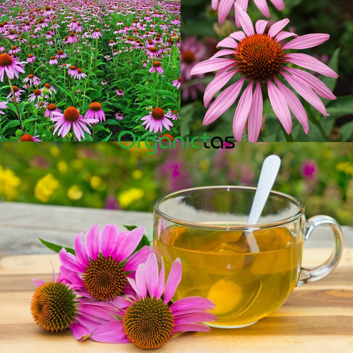 Organic Echinacea Loose Tea, 100% Pure Purple Coneflower (Echinacea purpurea)
