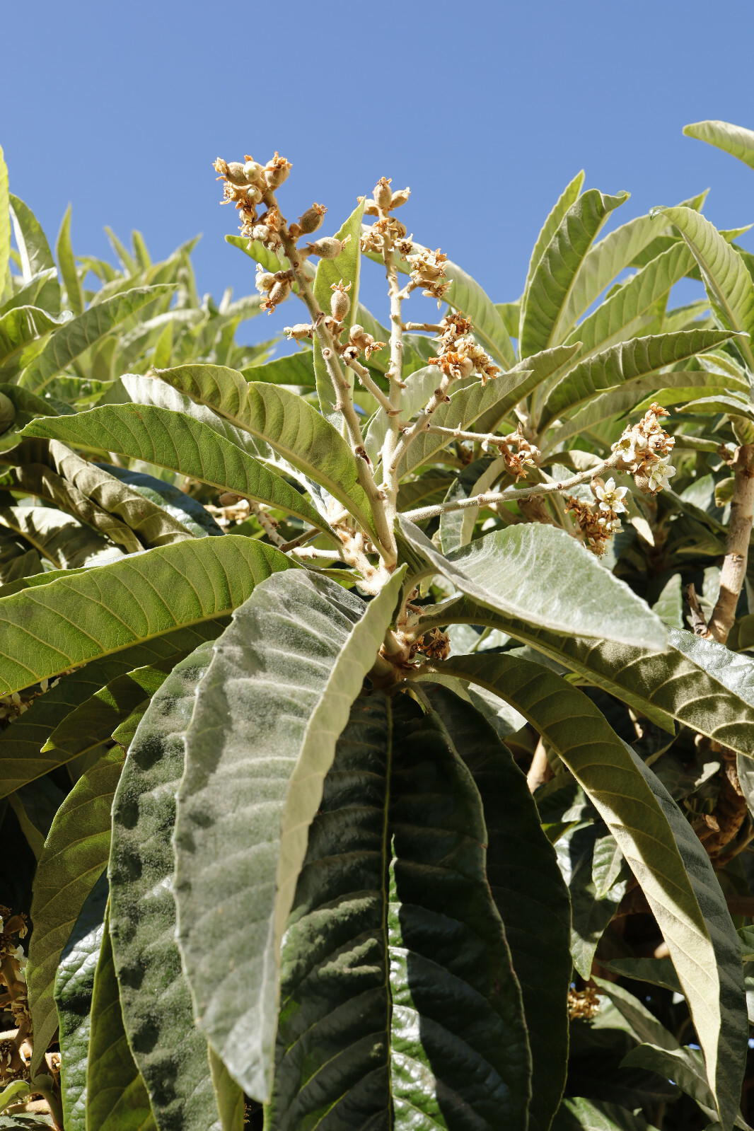 Organic Giant Loquat Leafs Chinese plum Herb Fresh 40-50cm / 16-19″long