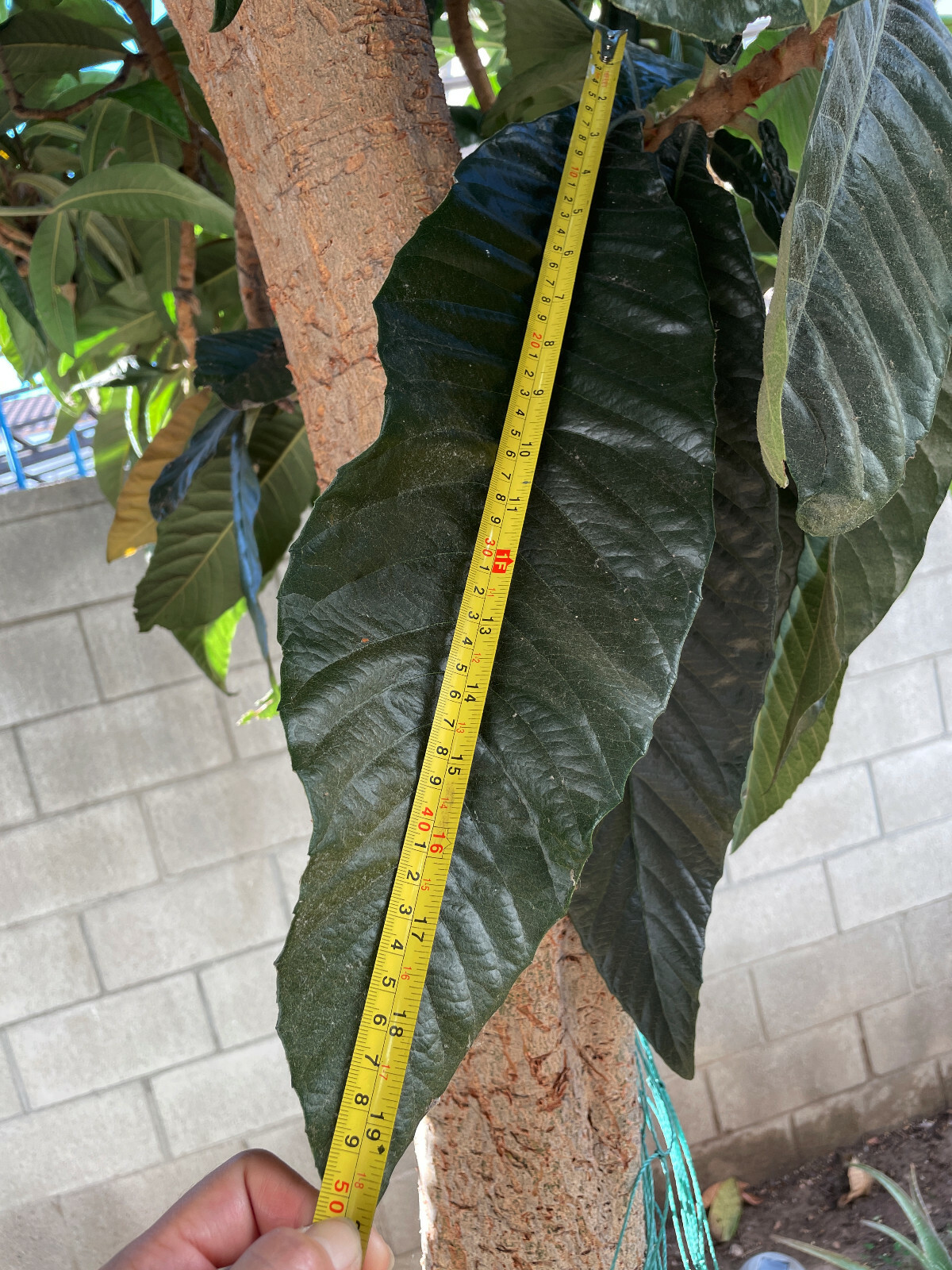 Organic Giant Loquat Leafs Chinese plum Herb Fresh 40-50cm / 16-19″long