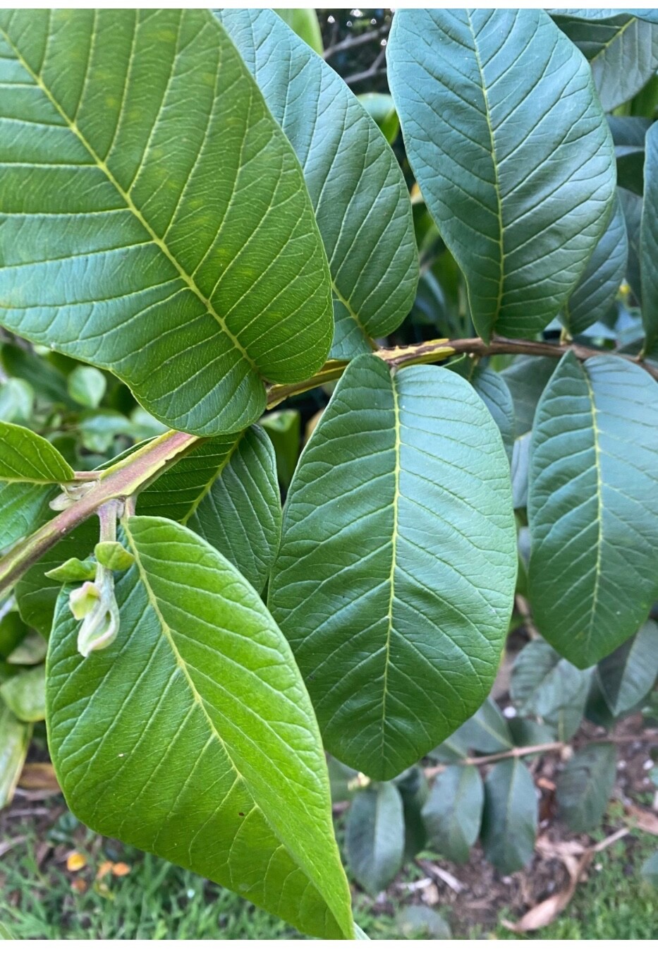 100g – Premium Dried Guava Leaves Hojas De Guayaba Leaf