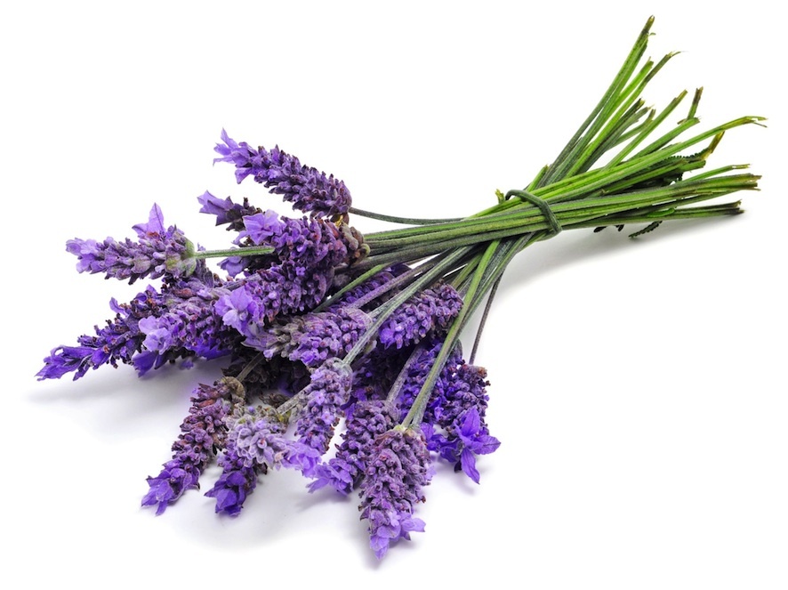 Lavender Tea – 8 oz – “ULTRA” grade French Premium Loose Buds, Wild Crafted