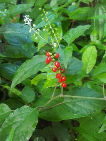 Infertility Herbal Blend