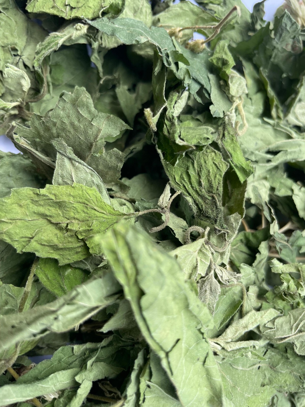 Calea Zacatechichi Mexican Dream Herb Lucid Dream Pure Dried Leaves Herbal Tea