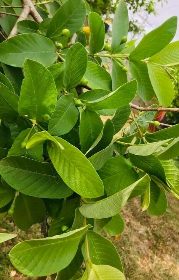 55 PC’S FRESH ORGANIC GUAVA LEAVES TEXAS GROWN GREEN Tea Hojas de Guayaba