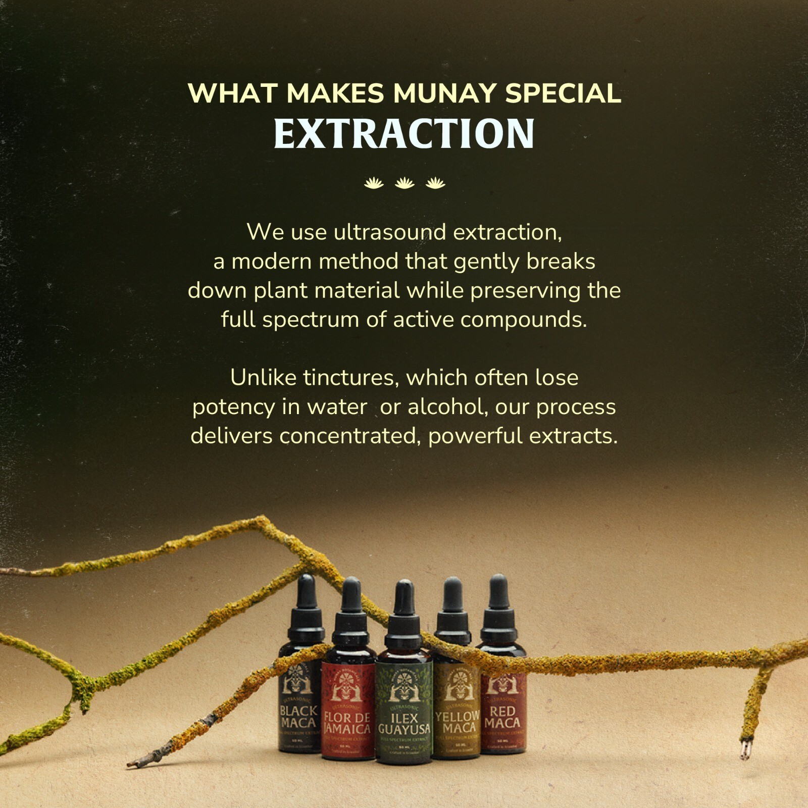 Munay Botanicals Guayusa Extract | Clean Natural Energy & Focus