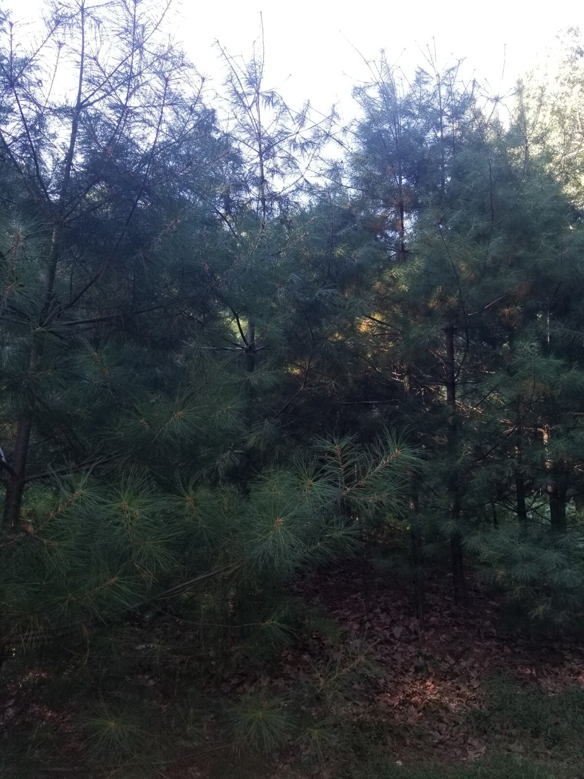 Eastern Pine Tree Tea 🍵 Immunity Boosting /Actively Fights against Infections/