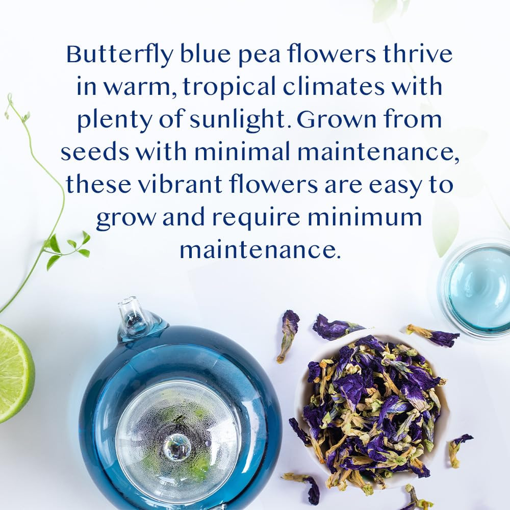 , Butterfly Pea Flower Tea (1.76Oz) 100+ Cups | Delicate & Earthy | Vacuum Seale