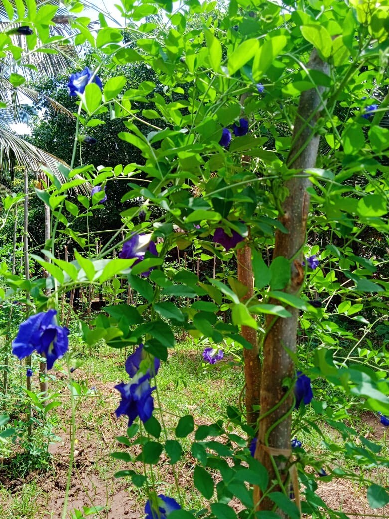 Butterfly Pea,Nil katarodu Flower Dried Blue Tea Natural Herbal Pure 100% Org