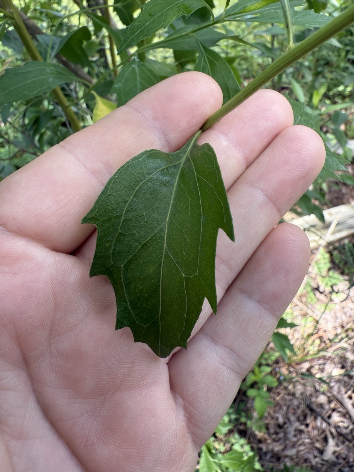 Organic Dried Manglier Leaves (5 Grams) Baccharis Halimifolia Creole Herb