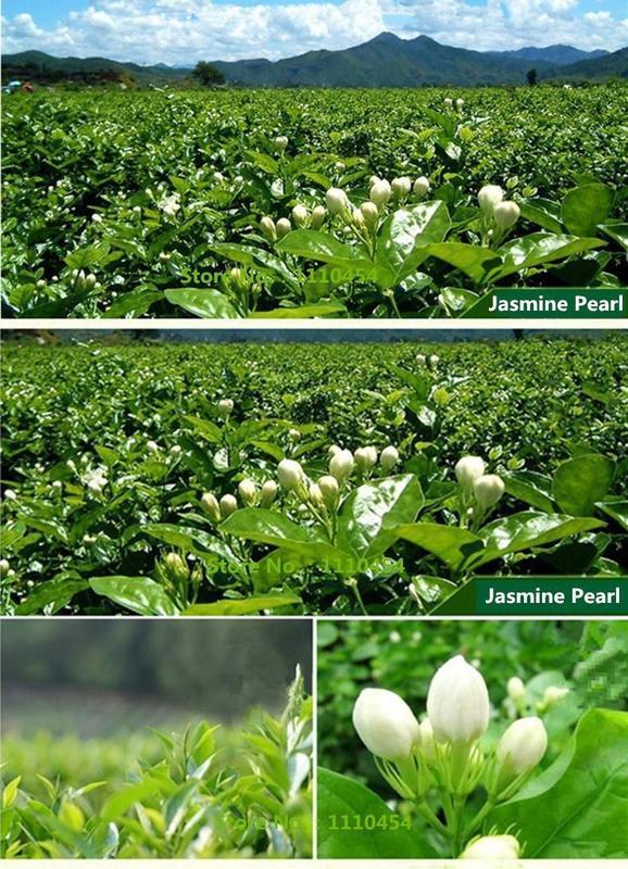 Jasmine Tea Organic Loose Leaf Green 50g Natural Premium Chinese Fragrance