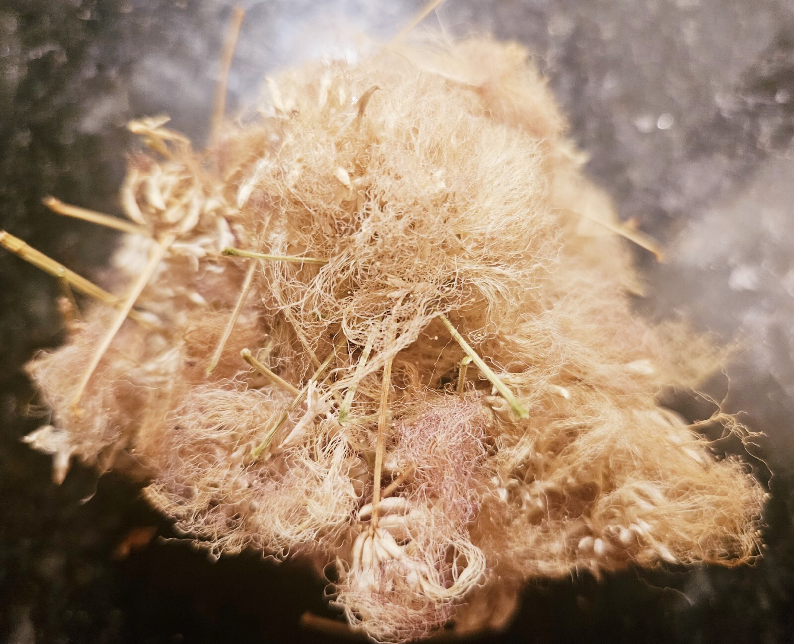 Albizia Julibrissin Mimosa Flower Dried Pink Blossoms Tea Herb Brew Organic