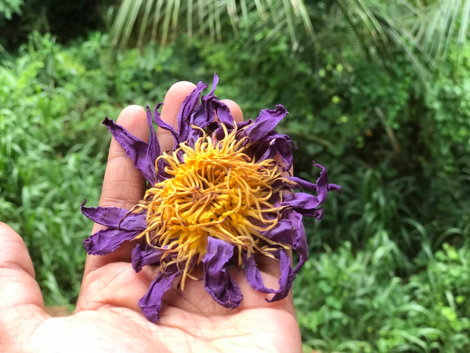 Dried BLUE LOTUS nymphaea caerulea Egyptian Organic Whole Flowers Herbal Tea