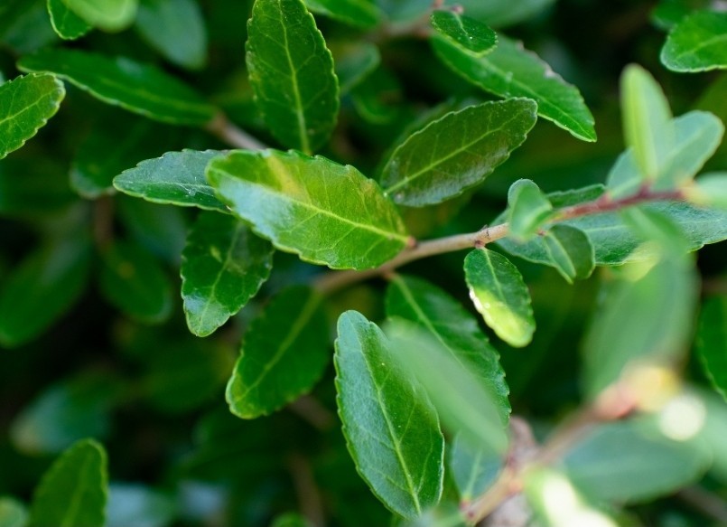 Harvested To Order, Organic Yaupon Holly Tea – FRESH, RAW – 16 oz.