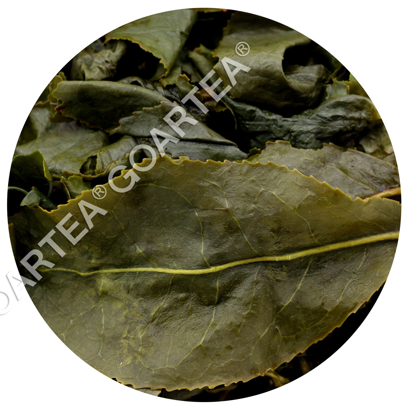 GOARTEA 100g Supreme Taiwan Dongding Oolong Tea High Mount Tung-ting Green Loose