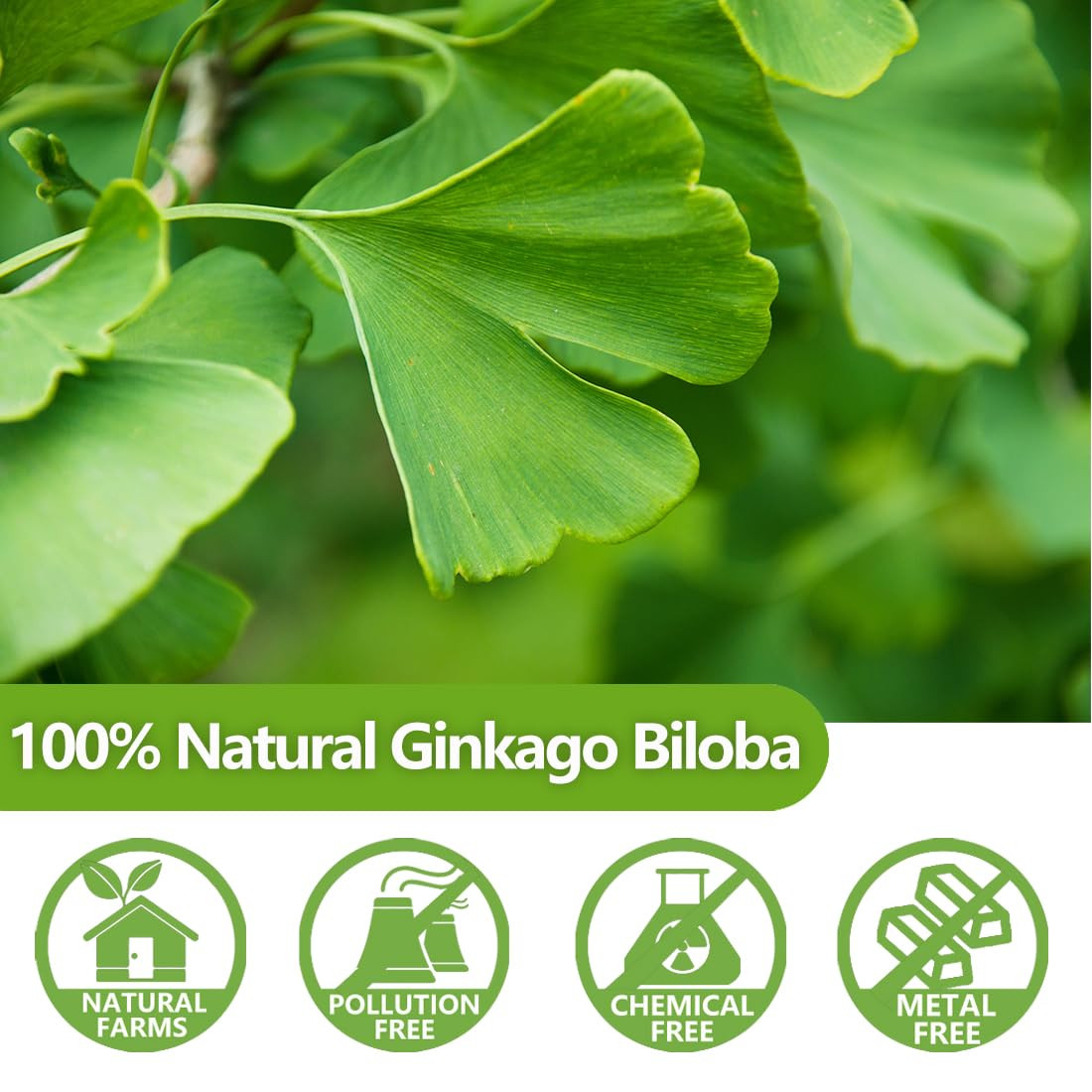 Premium 40 Ginkgo Biloba Tea Bags, Made with 100% Natural Ginkgo Biloba Leaves,