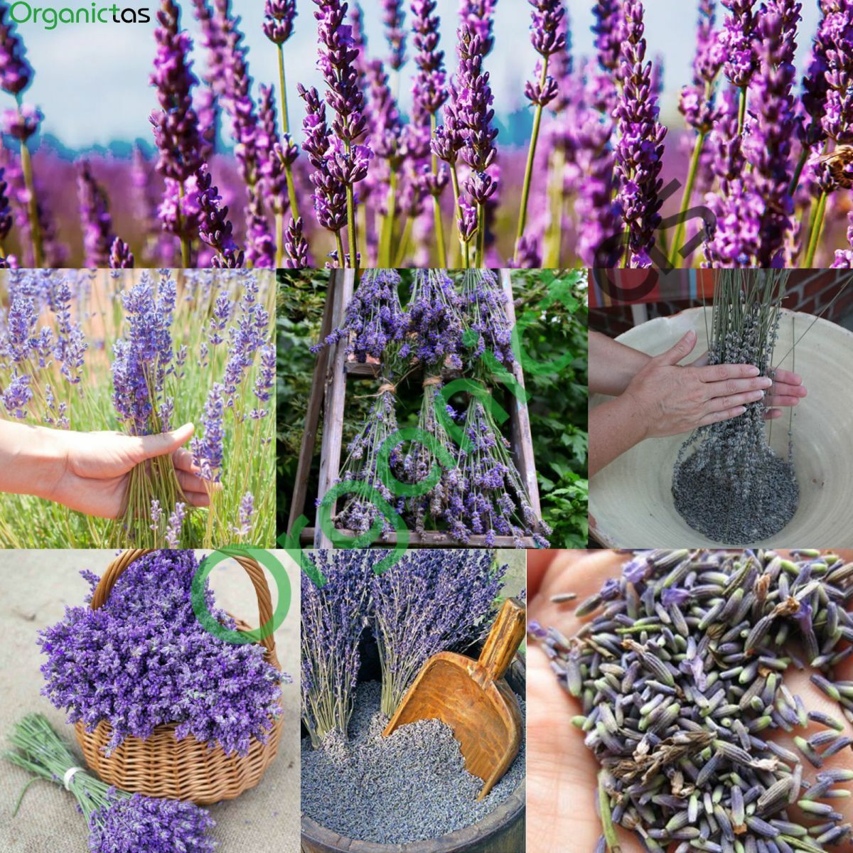 100g Organic LAVENDER FLOWER Herbal Tea Natural Scent & Aroma Premium Quality