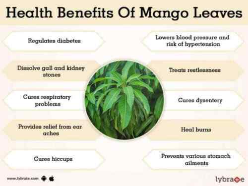 ORGANIC Dried Mango Leaves Ceylon 50 leaf For Tea Weight loss & Vitamin C, B, A