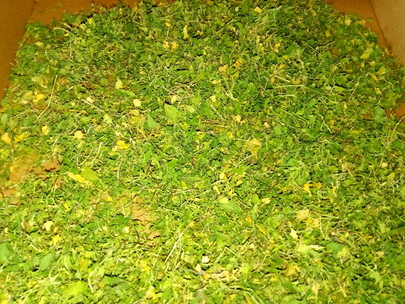 1 Cup Dried Common Chickweed For Tea or Salva.US grown.