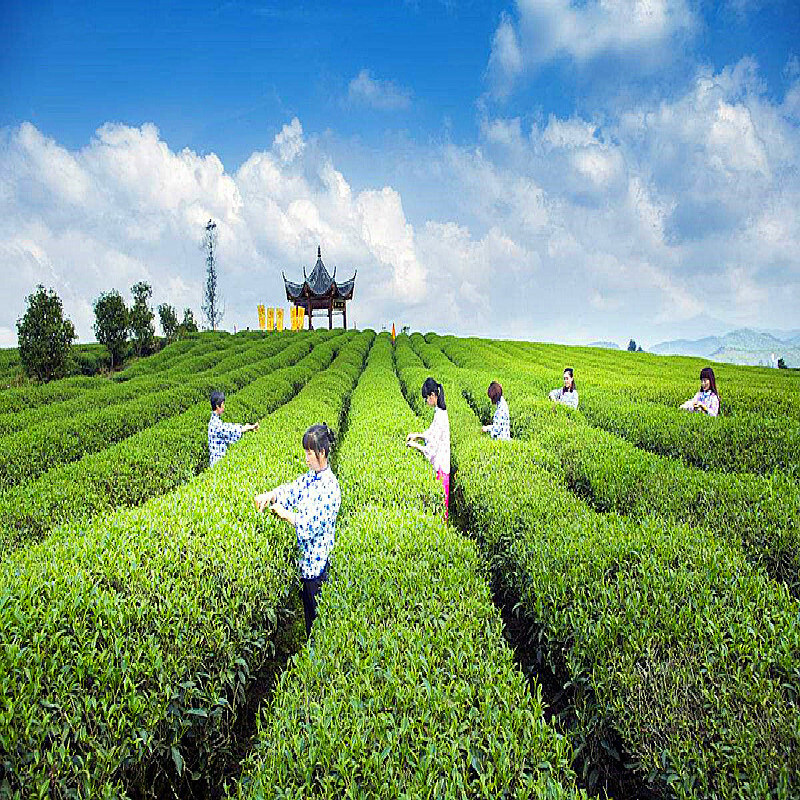 Longjing Green Tea Dragon Well Early Spring Premium Chinese Loose Leaf Tea 250g