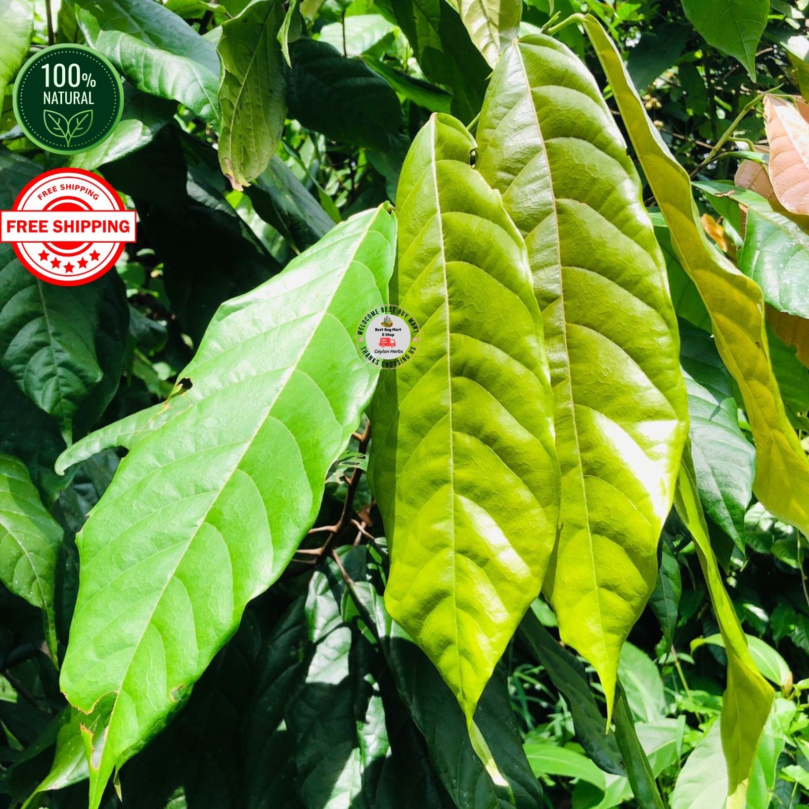 Organic Cocoa Leaf Powder Pure Natural Theobroma Cacao 50g–500g from Ceylon Pure